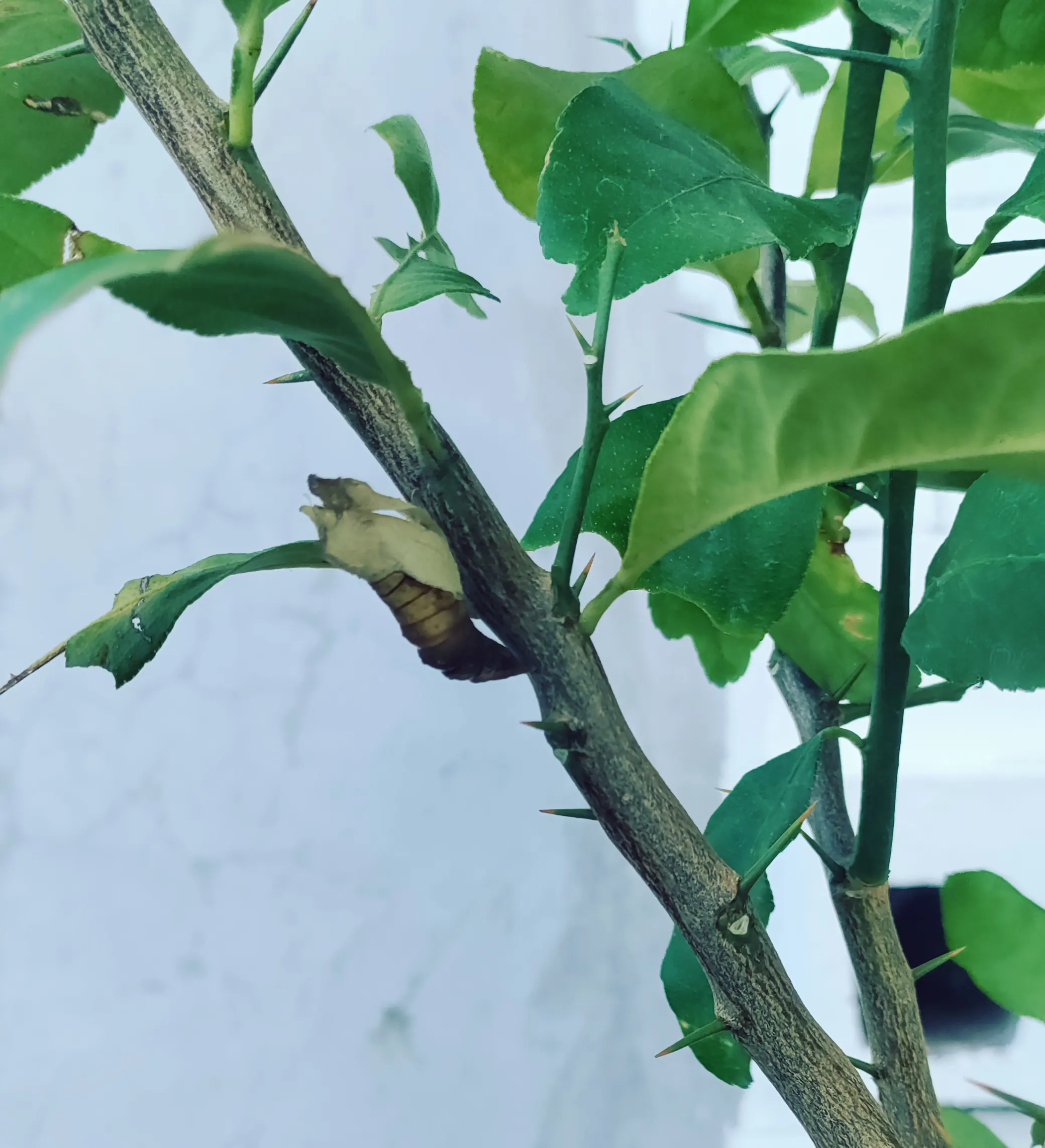 A butterfly hatched this morning from its cocoon